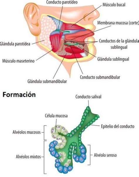 Glandulas Parotidas Inflamadas Causas