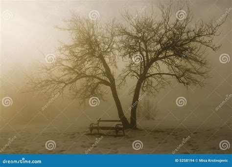Winter Tree In Fog Stock Photo Image Of Landscape Romantic 5258194