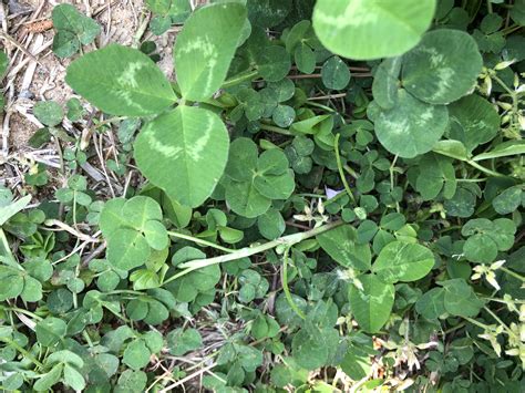 Pin By Ann Lee On Four Leaf Clover ️ Plant Leaves Clover Leaf Plants