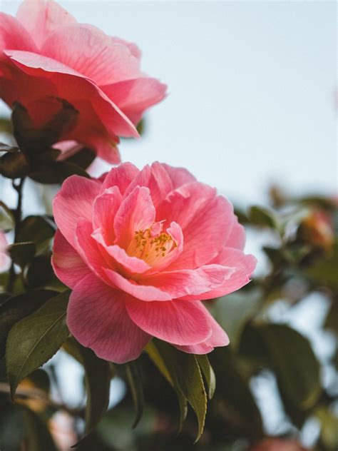 The Beautiful Camellia Flower A Full Guide On What You Should Know
