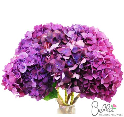Natural Purple Hydrangeas | Hydrangea purple, Purple ...