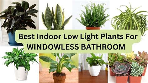 Best Plants For Bathroom With No Window Low Light High Humidity Plant