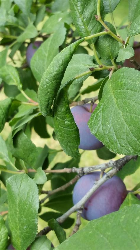 Ornamental Plum Tree May Be Bearing Plums Reasons And Solutions