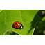 Ladybug Picture  Stock Images & Photos WEBivm