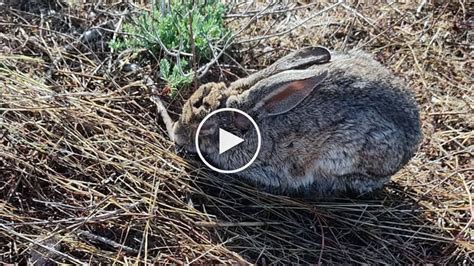 Qué lástima de conejos muertos en el campo