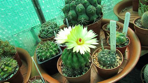 You just need to create the right environment for the. cactus plural - Desert Plants Of Avalon