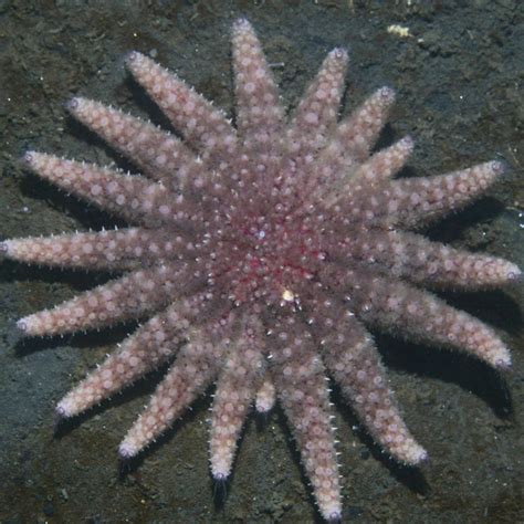 Sea Star Listed As Critically Endangered Following Research By Oregon