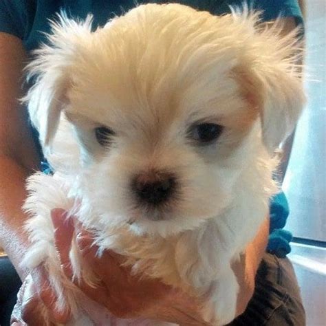 Check spelling or type a new query. Maltese, Top Quality Mini Teacup Size Maltese Puppies For Sale, Dogs, for Sale, Price