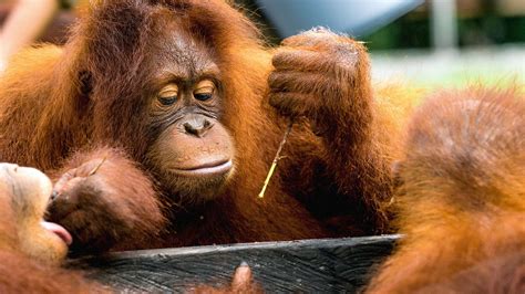 Watch Orangutan Jungle School Season 1 Episode 6 Weighs And Means