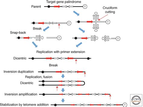Mechanisms Of Gene Duplication And Amplification