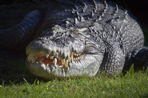 Estuarine Crocodile Perth Zoo