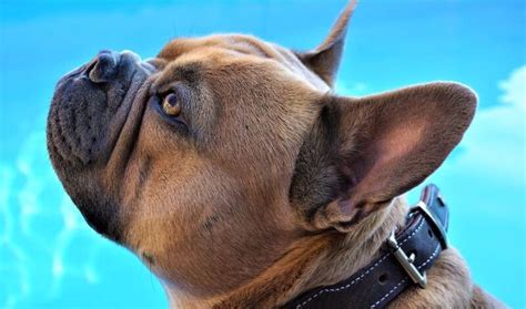 15 Stunning Sable Color Dog Breeds — Naive Pets