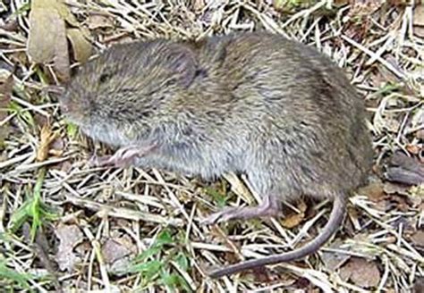 Vole Control How To Get Rid Of Voles Vole Removal