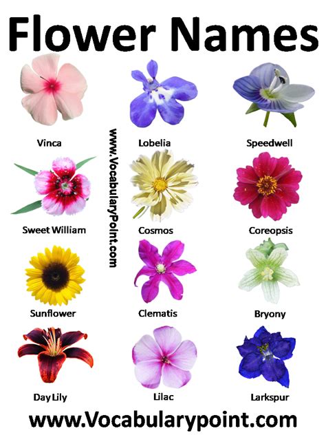 List Of Flower Names In English Vocabulary Point