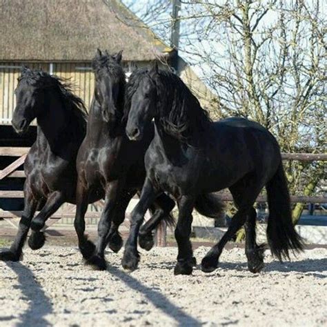 Friesians Pretty Horses Beautiful Horses Black Pearls Friesian Horse