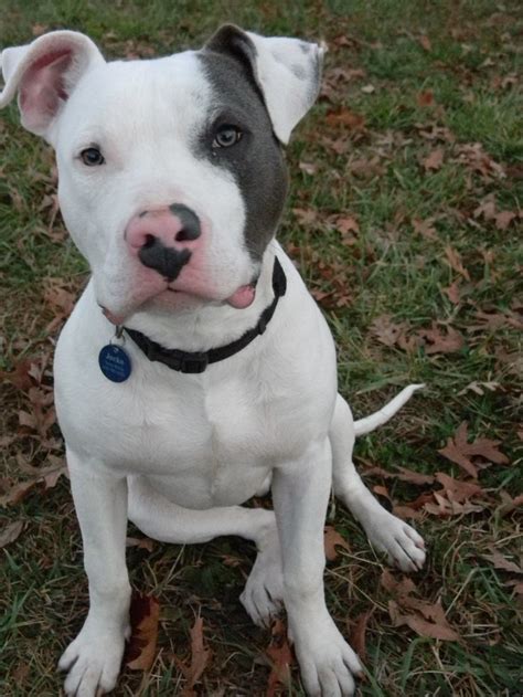 Jocko 8 Months Old My White And Grey Red Nose Pit Bull
