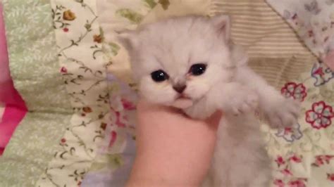 Once you go persian, there's no other versionw. Yoshi - TEACUP Shaded Silver Persian Kitten for Sale from ...