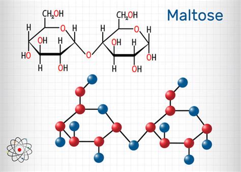 Structural Formula Of Maltose