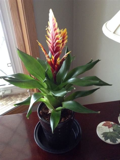 Bromeliad Vriesea Vriesea Species Vrieseas Are Native To Central And