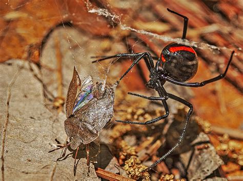 Adw Latrodectus Mactans Pictures