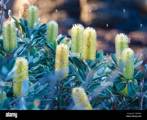 Looking Like A Bunch Of Candles Lemon Yellow Coastal Banksia Flowers