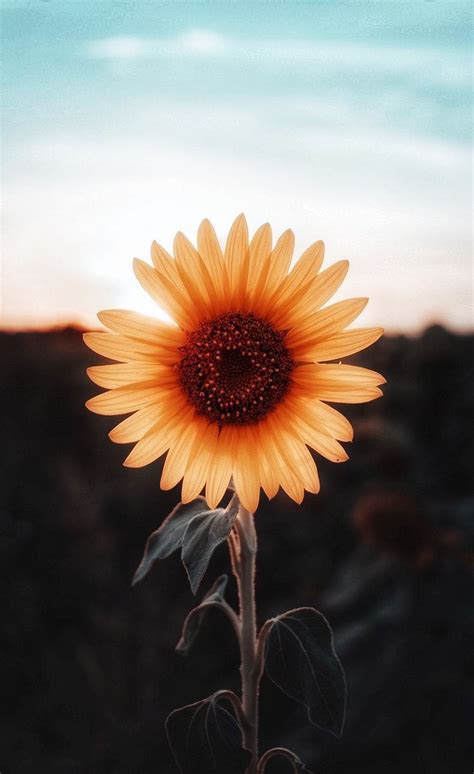 Really Aesthetic Wallpapers Cute Aesthetic Sunflower Wallpapers Nawpic