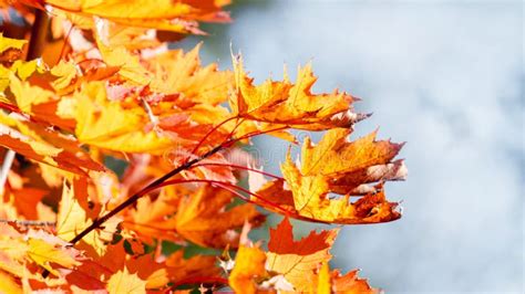 Bright Maple Leaves On A Tree In Sunny Weather Stock Photo Image Of