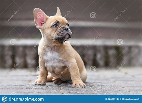 Small Red Fawn Colored French Bulldog Dog Puppy With 7 Weeks Looking
