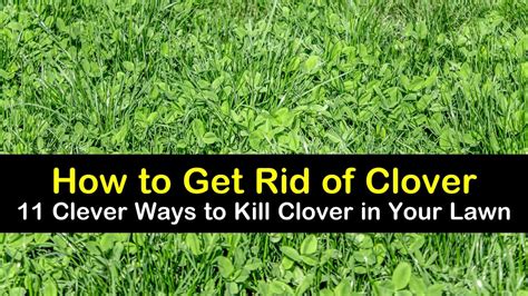 How To Get Rid Of Clover Weeds In Garden Garden Likes