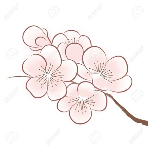 Sakura Blossom Drawing At Getdrawings Free Download