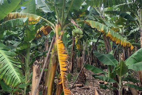 Panama Disease Threatens Coffs Harbour Banana Plantations Supply Of Lady Finger And Ducasse