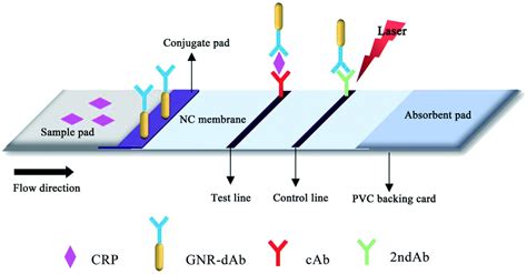 Development Of A Gold Nanorod Based Lateral Flow Immunoassay For A Fast And Dual Modal Detection
