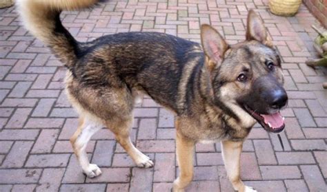 Image Result For German Shepherd X Husky Puppy