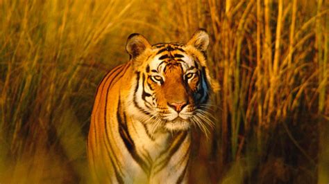 Save The Bengal Tiger A Community Crowdfunding Project In By Wwfuk