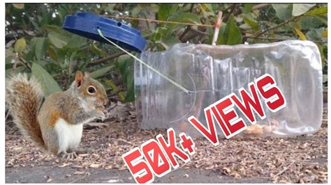 How To Make Squirrel Trap Easy At Home Youtube