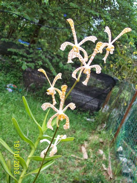 Tanam cili api hidroponik #tanamcili #cilihidroponik. Cinta Manis: Orkid Spider Yang Merajuk Setahun Lalu