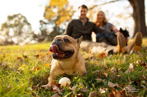 The fbdca breeder referral service is provided as a courtesy to our members and the public. French Bulldog Puppies For Sale Nc - Wayang Pets