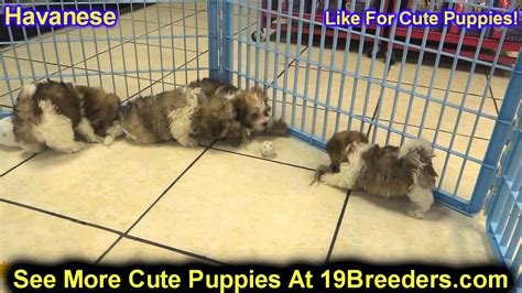 It's also free to list your available puppies and litters on our site. Havanese, Puppies, For, Sale, In, Portland, Oregon, OR, McMinnville, Oregon City, Grants Pass ...