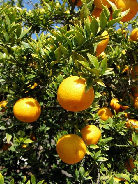 Citrus Myrtifolia Alchetron The Free Social Encyclopedia