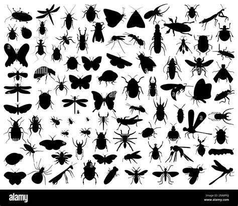 Insecte Punaise Verte Banque Dimages Noir Et Blanc Page 2 Alamy