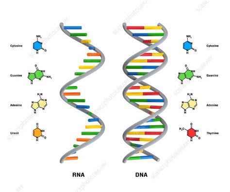 Dna is made of simple units that line up in a particular order within this large molecule. Structure of RNA and DNA, illustration - Stock Image ...