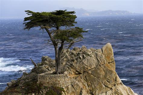 The Lone Cypress And 17 Mile Drive In Pebble Beach Natural Bridges