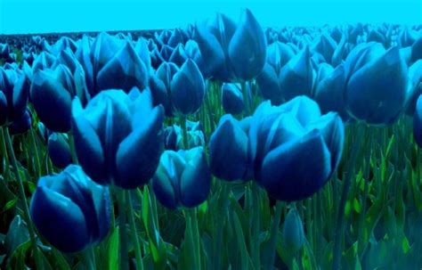 Blue Tulips Wallpaper Hd Tulips Flower