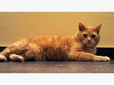 Well, orange tabby cats are amazing! FREE to good home! Male Orange Tabby Cat | Orange tabby ...