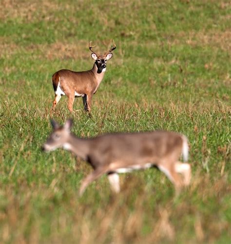 Whitetail Deer Buck Watching Doe During Rut Stock Image Image Of