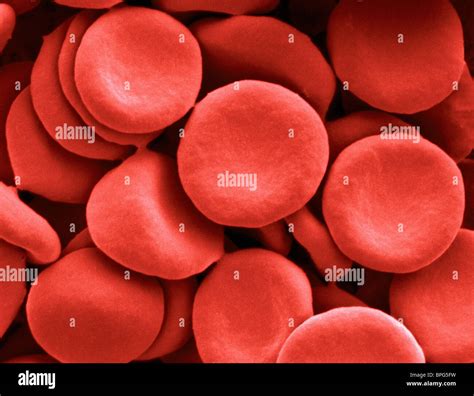 Red Blood Cell Sem Hi Res Stock Photography And Images Alamy