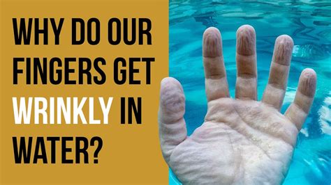 Why Do Our Fingers Toes Get Wrinkly In Water Youtube