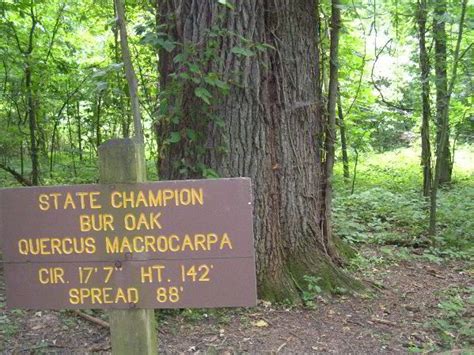 Big Oak Tree State Park Missouri State Parks State Parks Mo State