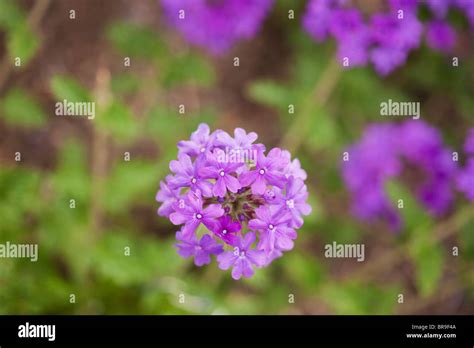 Verbena ‘homestead Purple Vervain Stock Photo Alamy