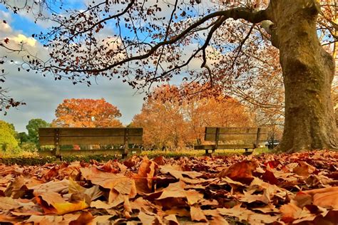 Check spelling or type a new query. Gambar : pohon, cabang, menanam, daun, bunga, kursi, senja, musim gugur, kuning, kesepian, sedih ...